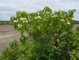 Image result for Dombeya kirkii