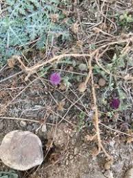 Image result for Sphaeranthus chandleri