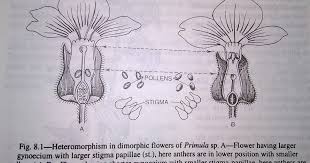 There Are Many Contrivances Or Devices To Ensuring Cross Pollination And Hindering Self Pollination Such As 1 Dicliny Or Unisexual Pollination Flowers Cross