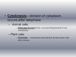 Check spelling or type a new query. Cell Division Mitosis And Meiosis Chromatin Long Tangled Strands Of Dna And Proteins In The Nucleus Chromosomes Carriers Of Genetic Material Condensed Ppt Download