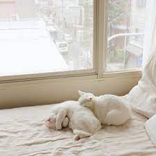 evde kedi beslemek kedi yavru kediler sevimli kediler