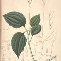 Image result for Dissotis irvingiana