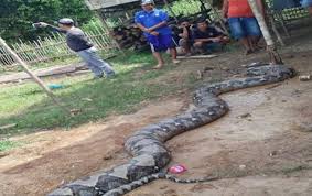 Check spelling or type a new query. Ular Raksasa Seberat 250 Kilo Gegerkan Warga Sumsel Panjangnya Segini