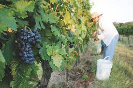 Growing grapes in texas can prove to be a difficult task, especially given the type of hot climate that it experiences in the summer. Texas Wine