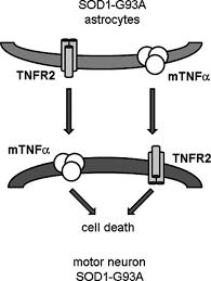 Learn about als disease, causes & early als symptoms. Lack Of Tnf Alpha Receptor Type 2 Protects Motor Neurons In A Cellular Model Of Amyotrophic Lateral Sclerosis And In Mutant Sod1 Mice But Does Not Affect Disease Progression Tortarolo 2015