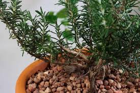 Image result for rosemary pruning