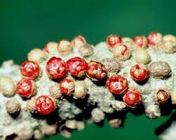 Image result for Apodanthaceae