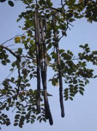 Image result for Cassia sieberiana