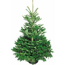 Bei einer bestellung über dehner wird ihr tannenbaum zu ihnen nach hause geliefert decoking weihnachtsbaum künstlich 250 cm grün tannenbaum christbaum tanne lena weihnachtsdeko 4,5 von 5 sternen 2.212 78,55 € 78,55 € 89,15 € 89,15 weihnachtsbäume kaufen! Weihnachtsbaum Echte Nordmanntanne 125 150 Cm Hoch Gesagt Kaufen Bei Obi