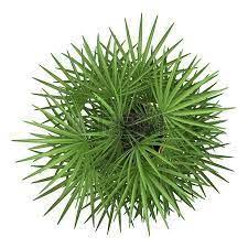 Shrub Top View Google Search Trees Top View Shrubs For Landscaping Planting Shrubs