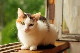 Calico Kedileri My Animals
