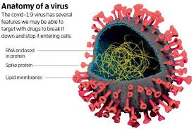 You may start to notice symptoms 2 to 14 days after you're exposed to the virus. We Re Beginning To Understand The Biology Of The Covid 19 Virus New Scientist