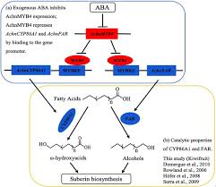 Write your best with grammarly for chrome. Aba Stimulates Wound Suberization Through Antagonizing The Myb4 Mediated Transcriptional Repression Of Cyp86a1 And Far In Postharvest Kiwifruit Sciencedirect