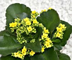 Kalanchoe Blossfeldiana Care How To Grow Florist Kalanchoe In 2020 Kalanchoe Blossfeldiana Fall Garden Vegetables Small Yellow Flowers