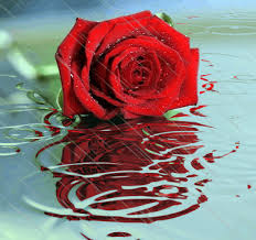 Pin By Ica Barbu On 2 Ploaia Gif Flowers Gif Flowers Rose