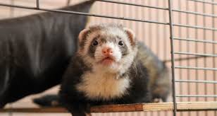 Black eyed white kits standard size hobs only off working strain. Biting In Ferrets A Playful Or Instinctive Reaction Petcoach