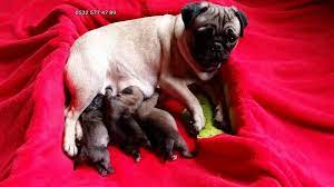 1 kedi 1 kopek sahiplendirme ilanlari kopek pug pug kopekler