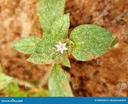 Image result for Richardia scabra