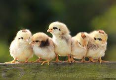  13 Ide Binatang Binatang Ayam Ayam Betina