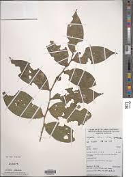 Image result for Olax pentandra