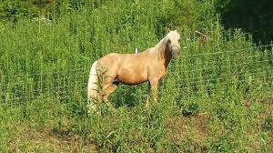 Horses for sale in florida. Satan For Sale The Best Horse Ad Ever Written
