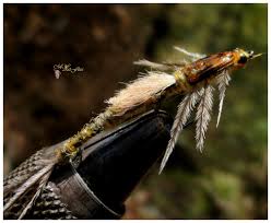 Image result for Ephemeridae