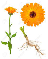 Pin On Gardening