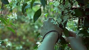 How tall does tropaeolum speciosum flame nasturtium get? Tropaeolum Care Guide Burncoose Nurseries