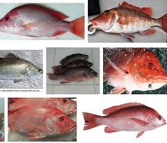 Ikan kakap sendiri merupakan salah satu jenis ikan yang cukup populer dan sering dijumpai dalam berbagai olahan nusantara. 6 Cara Budidaya Ikan Kakap Yang Berhasil Dan Menguntungkan