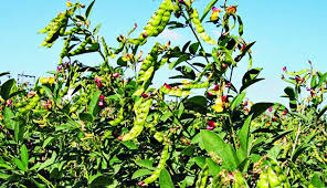 Check spelling or type a new query. New Jersey Farms For Sale Pigeon Pea Cultivation