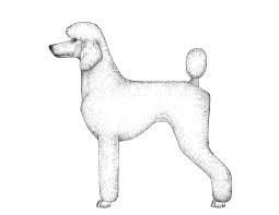 Image result for poodle