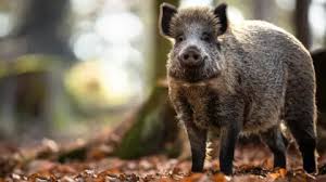 Feral pigs spotted roaming Cairngorms ...