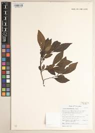 Image result for Balthasaria schliebenii