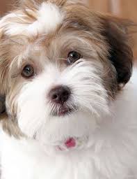 Check spelling or type a new query. Julie Popp Juliepsaginaw Profile Pinterest