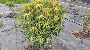 Image result for Manihot esculenta