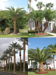 They are taller than most residential yards can handle. Palms Fast Growing Palms