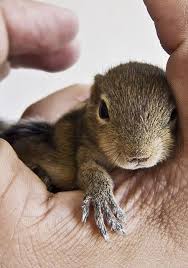 Pin On Squirrely Little Squirrels Board 2