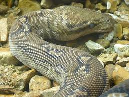 Image result for Dissotis anchietae