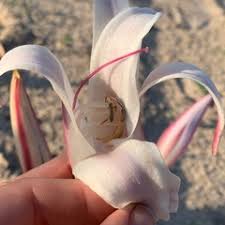 Image result for Crinum crassicaule