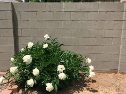 Jun 30, 2010 · attempting to use a regular drill could damage it or even the cinder block. From Boring Concrete Wall To Pretty Painted Patio The Palette Muse