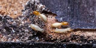 Many homeowner's insurance policies do not cover termite damage. When Are Termites Active Plunkett S Pest Control
