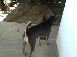 Eva folding steel cheap price standard dog cages for sale. Dog Walking In Sri Lanka Insured On Petbacker