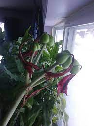 Amaryllis Seedpods Gardening Garden Diy Home Flowers Roses Nature Landscaping Horticulture Seed Pods Amaryllis Plants