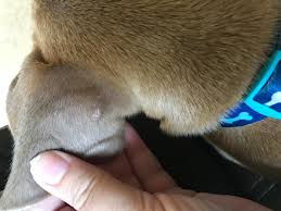 Vaccines, exams to late night emergencies. My Puppy Has A Small Little Scaly Patch On His Ear I Know You Can T Diagnose But Not Sure If This Is Ringworm How Can You Tell If Petcoach