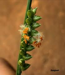 Image result for Pavonia burchellii