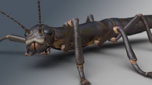 Stick Insect Rigged 3d Model Stick Insect Insects Rigs