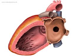 Image result for Atrial Septal Defect