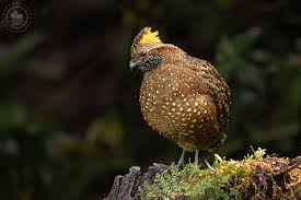 Image result for Nicolasia stenoptera