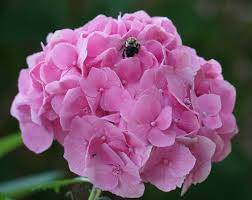 Image result for Chlorophytum colubrinum