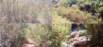 Image result for Vernonanthura polyanthes